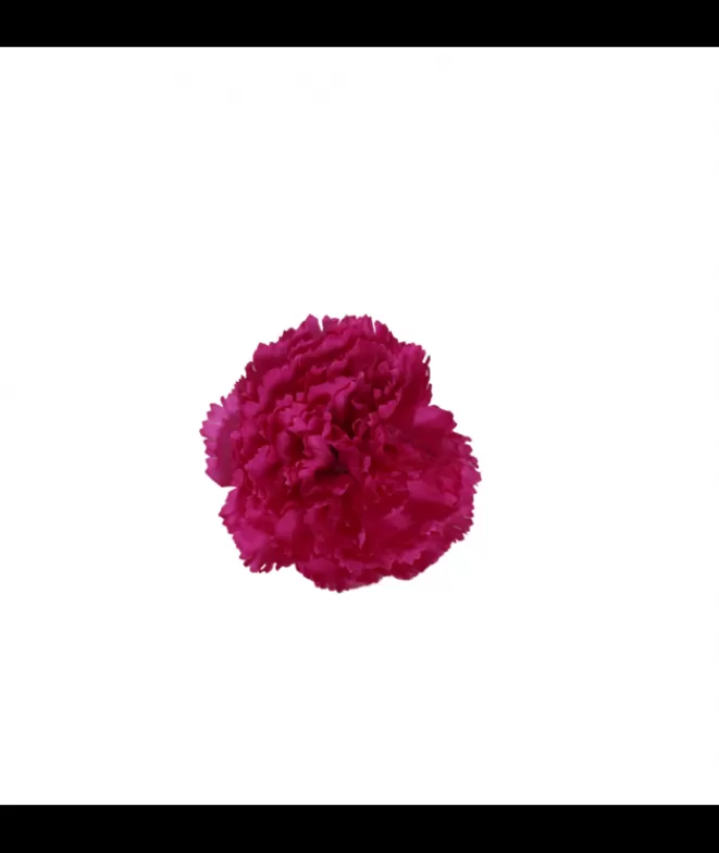 Flores De Flamenca^Doña Sol Clavel Fucsia Individual